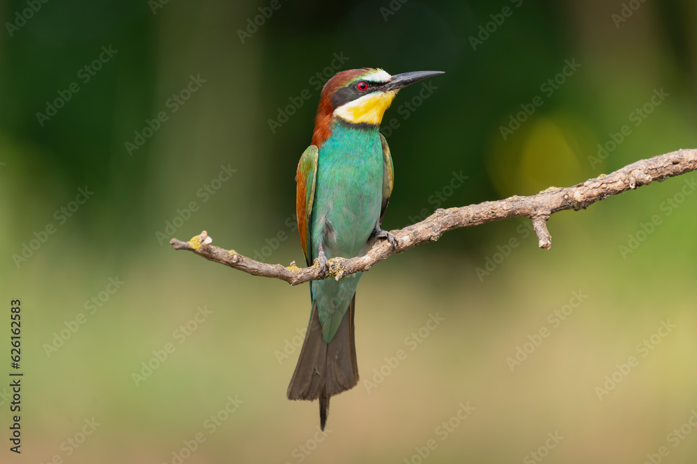 European bee-eater - Merops apiaster perched at dark green background. Photo from Kisújszállás in Hungary. European bee-eater - Merops apiaster perched at dark green background. Photo from Kisújszállás in Hungary.