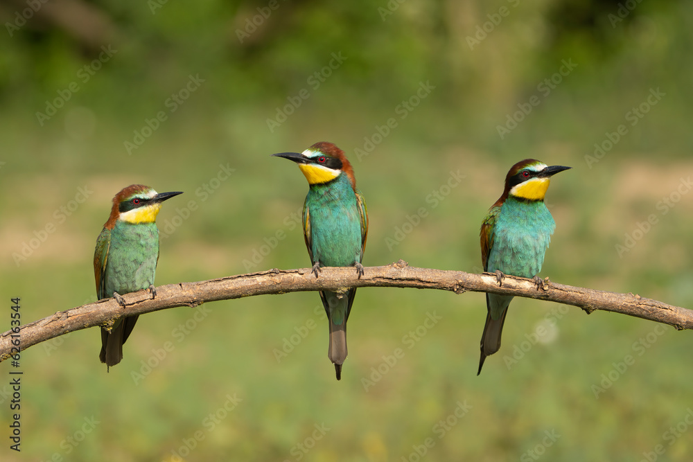 Three european bee-eaters - Merops apiaster perched at light green background. Photo from Kisújszállás in Hungary. Three european bee-eaters - Merops apiaster perched at light green background. Photo from Kisújszállás in Hungary.