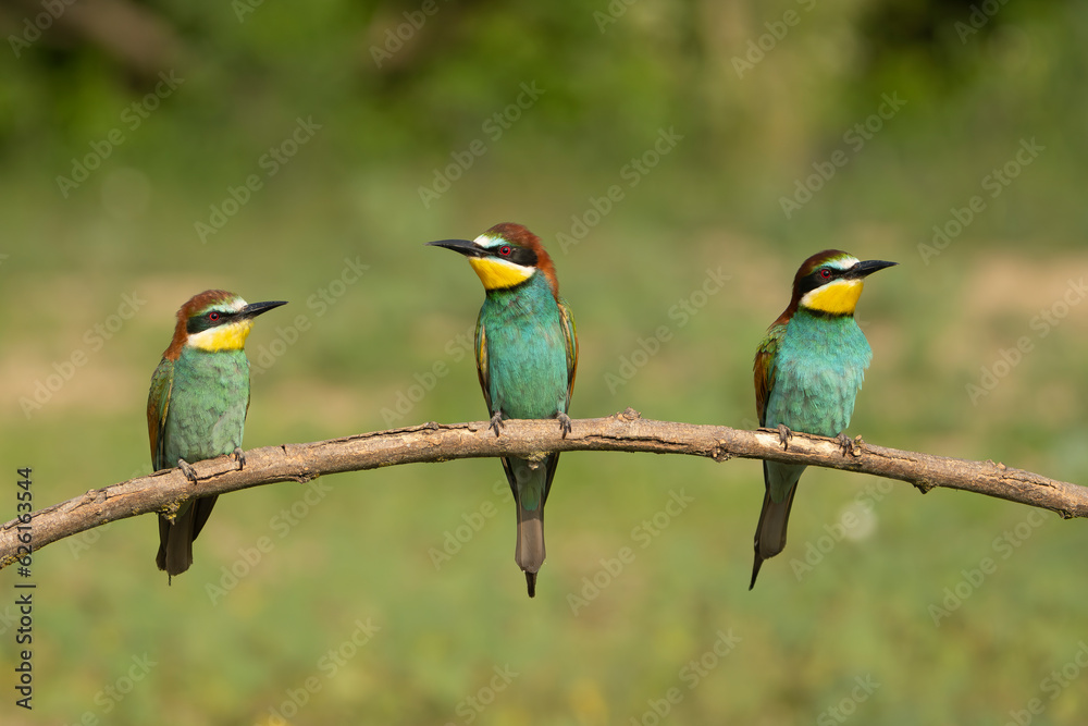 Three european bee-eaters - Merops apiaster perched at light green background. Photo from Kisújszállás in Hungary.