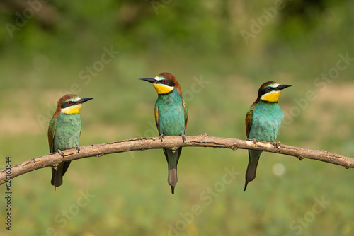 Three european bee-eaters - Merops apiaster perched at light green background. Photo from Kisújszállás in Hungary.