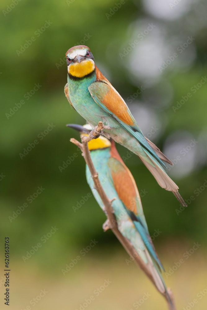 Obraz premium Two european bee-eaters - Merops apiaster perched at light green background. Photo from Kisújszállás in Hungary. Vertical.