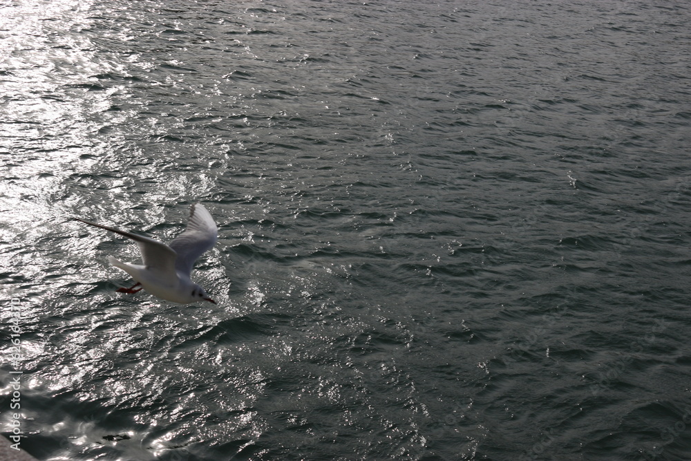 Naklejka premium Mouette