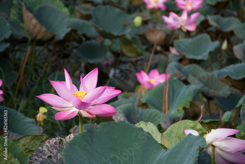 Nelumbo nucifera, Roseum plenum, Double red lotus, large pink lotus, water lily flower in lotus pond at park blooms beautifully in morning sun, give feeling of peace in Buddhist people. Thailand. photo