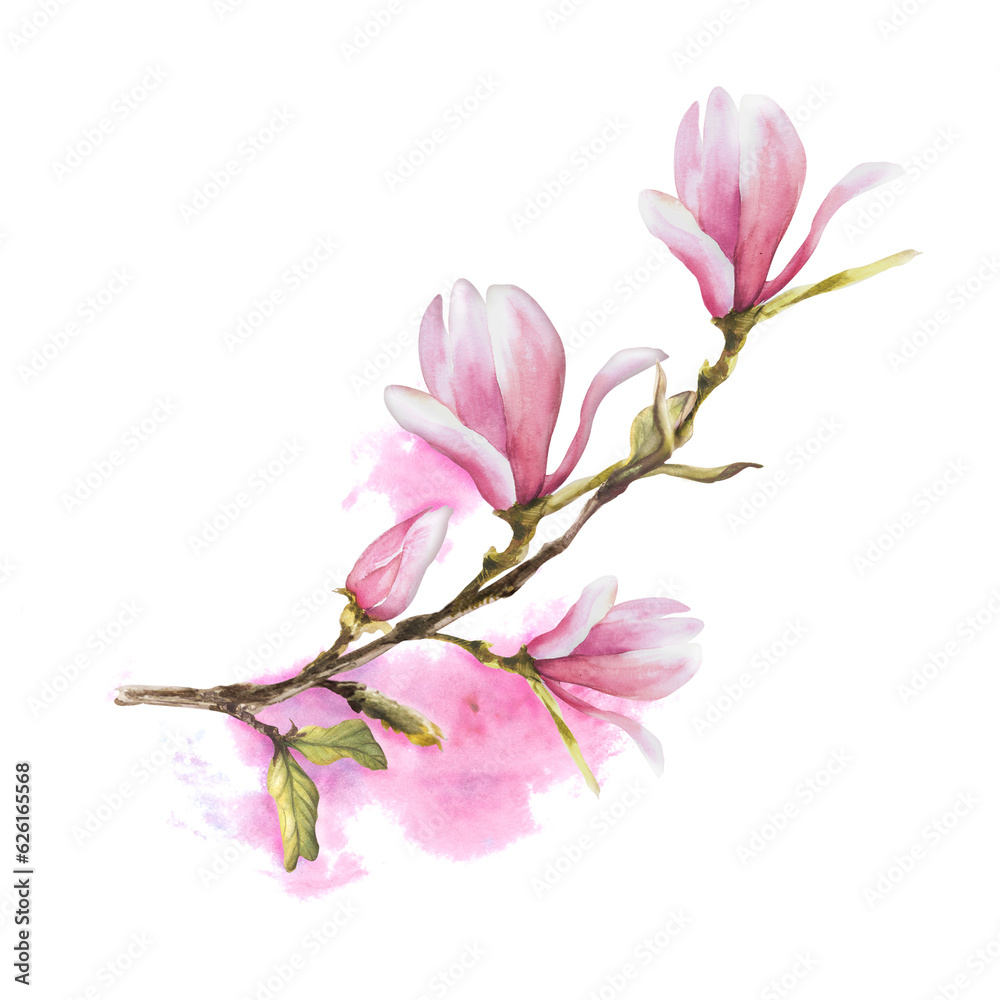 Fototapeta premium Magnolia flower bough Watercolor Hand drawn Illustration isolated on white background with pink stains