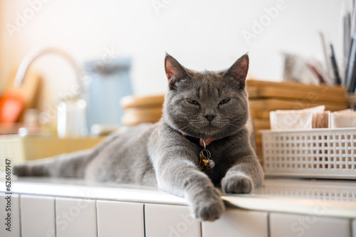 gray cat relaxing in straw basket on wooden table