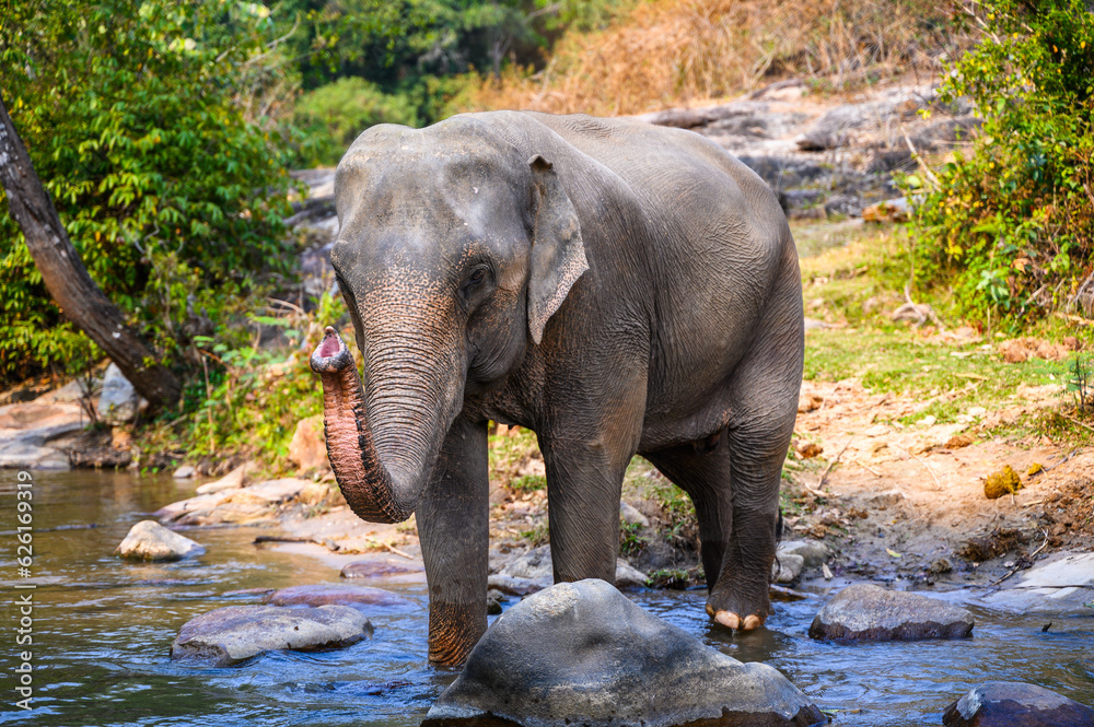 Fototapeta premium elephant walk cross river in the wild