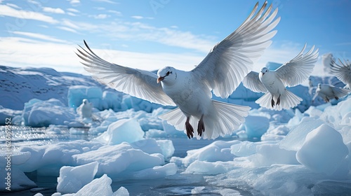 A group of Snow Petrels (Pagodroma nivea) flying over the icebergs of Antarctica, their pure white plumage a beautiful sight against the blue ice and water. photo