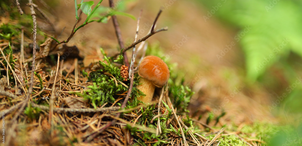 Close-up of a small orange mushroom with white spots growing in a bed of green moss and brown pine needles. Close-up of a small orange mushroom with white spots growing in a bed of green moss and brown pine needles.