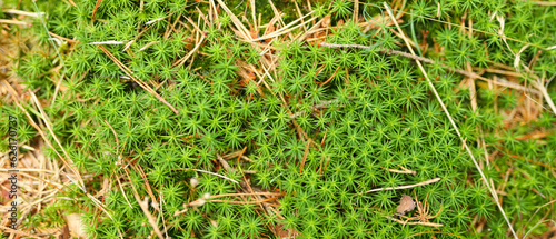 Close-up of a patch of bright green moss growing on a bed of brown soil and dead leaves. photo