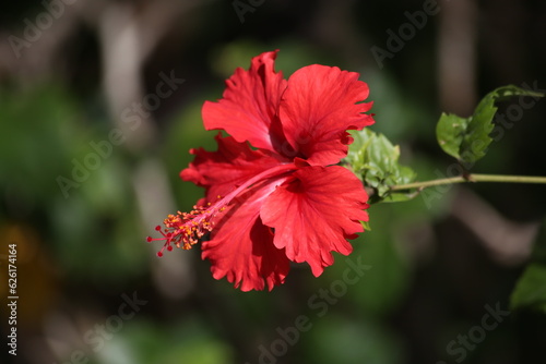 flor roja con pistilo vertical endémica de riviera maya, nombre Hibisco, con fondo de hojas verdes © Ulises
