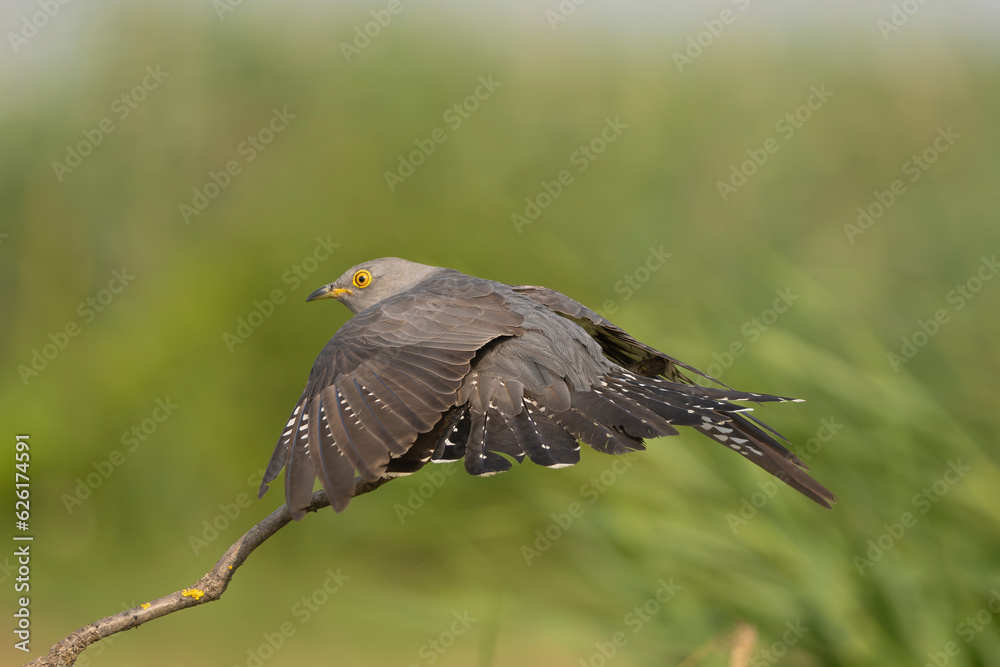 Common cuckoo - Cuculus canorus - in flight with green background. This migrant bird is european brood parasite. Photo from Kisújszállás in Hungary. Common cuckoo - Cuculus canorus - in flight with green background. This migrant bird is european brood parasite. Photo from Kisújszállás in Hungary.