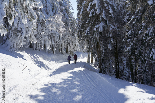 Snow hike in the winter in the Black Forest. Senior couple on a way between trees. Rear view. Germany, Feldberg.