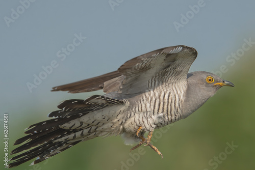 Common cuckoo - Cuculus canorus - male with spread wings with sky background. This migrant bird is an european brood parasite. Photo from Kisújszállás in Hungary. photo