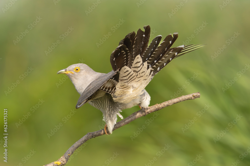 Obraz premium Common cuckoo - Cuculus canorus - male perched with spread tail at green background. This migrant bird is an european brood parasite. Photo from Kisújszállás in Hungary.