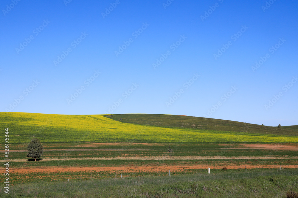 Scenic view of green pasture farmland beneath clear blue sky