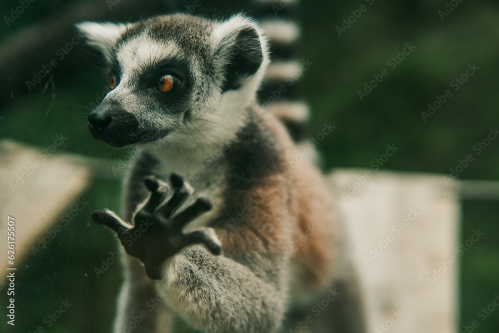 Obraz premium Lemur in the zoo