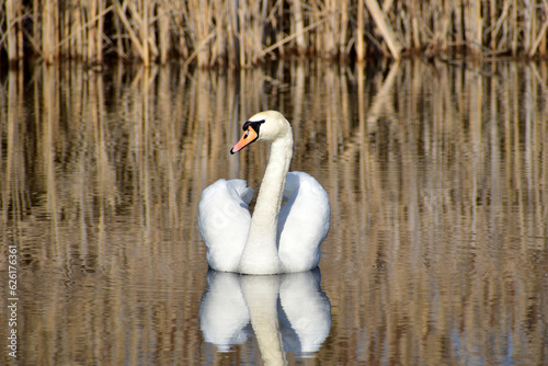 Fototapeta Naklejka Na Ścianę i Meble -  White mute swan swims on the lake.
