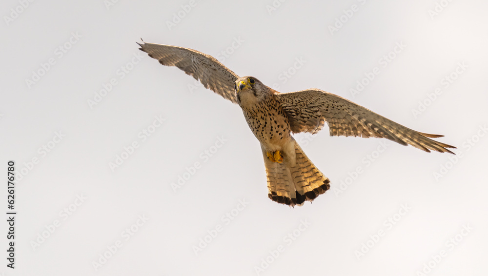 Fototapeta premium Common Kestrel (Falco tinnunculus) in flight against the sky. Bird in flight.