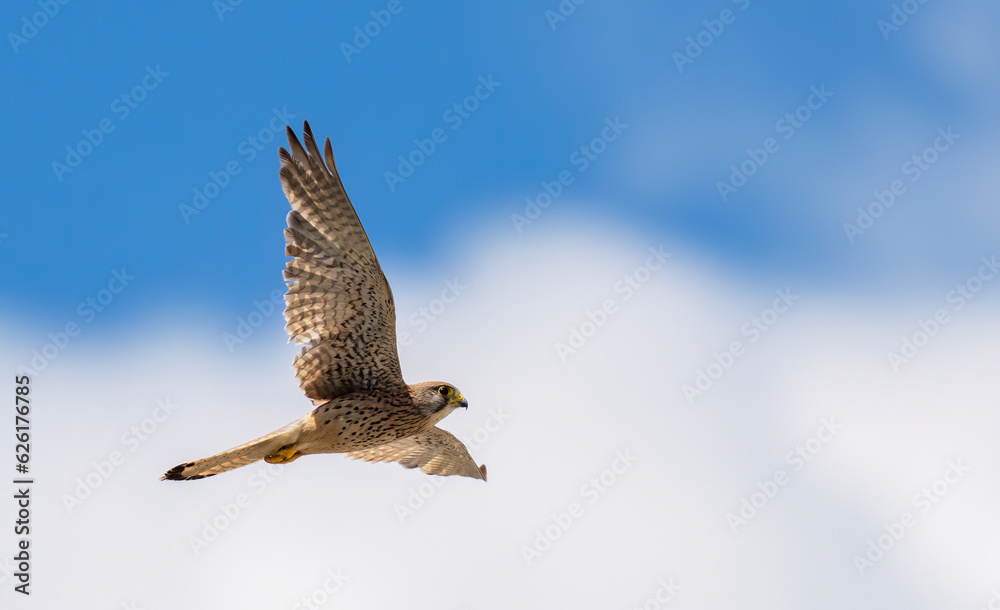 Fototapeta premium Common Kestrel (Falco tinnunculus) in flight against the sky. Bird in flight.