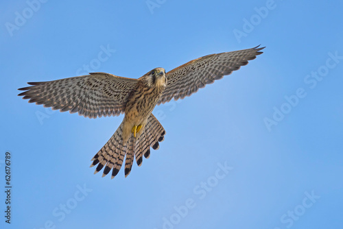 Common Kestrel (Falco tinnunculus) in flight against the sky. Bird in flight.