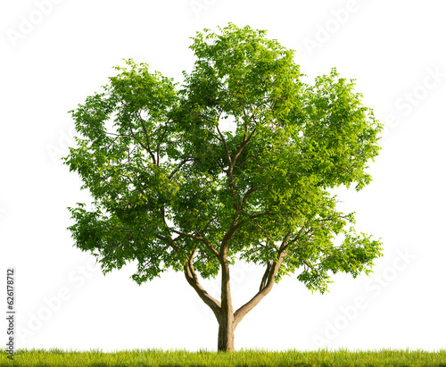 Single Juglans Regia tree in the middle of a grassy field on white transparent background. 3D rendering illustration. photo