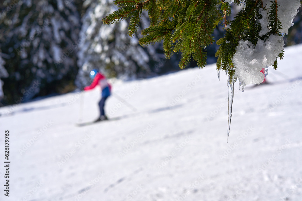 Icicles on conifer with snow in winter. Skier in the blur. Winter sports in Black Forest. Germany, Feldberg.