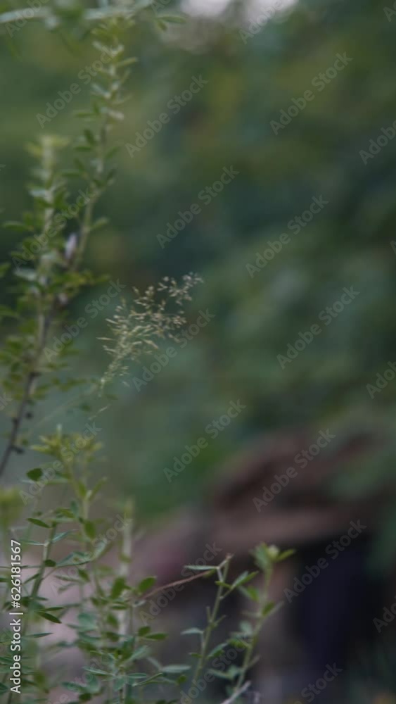 Positioned in a prone stance, the soldier is peering through the scope to take a shot. Positioned in a prone stance, the soldier is peering through the scope to take a shot.