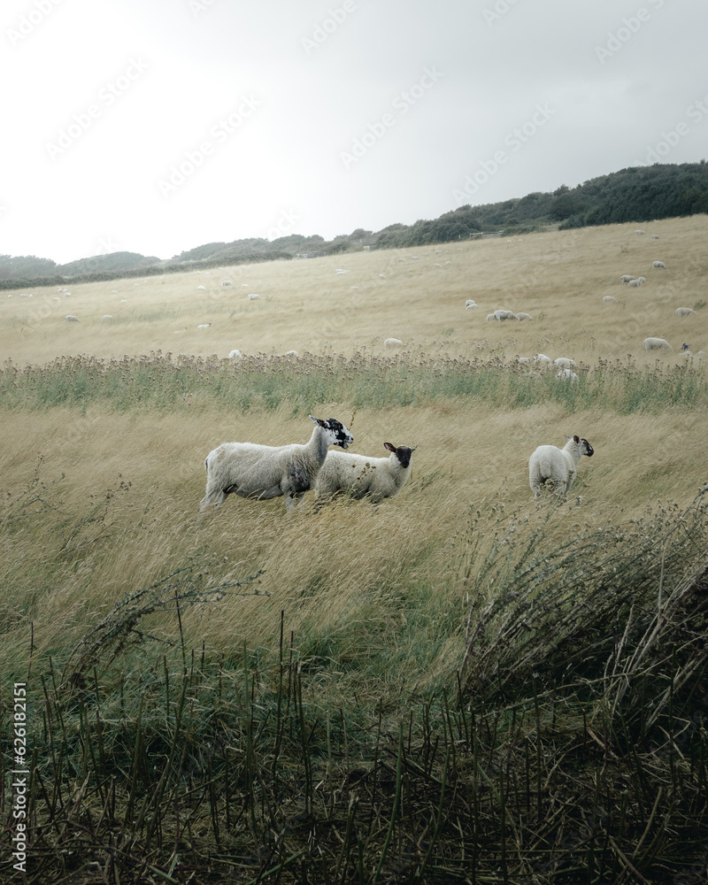 Fototapeta premium inquisitive sheep in a field