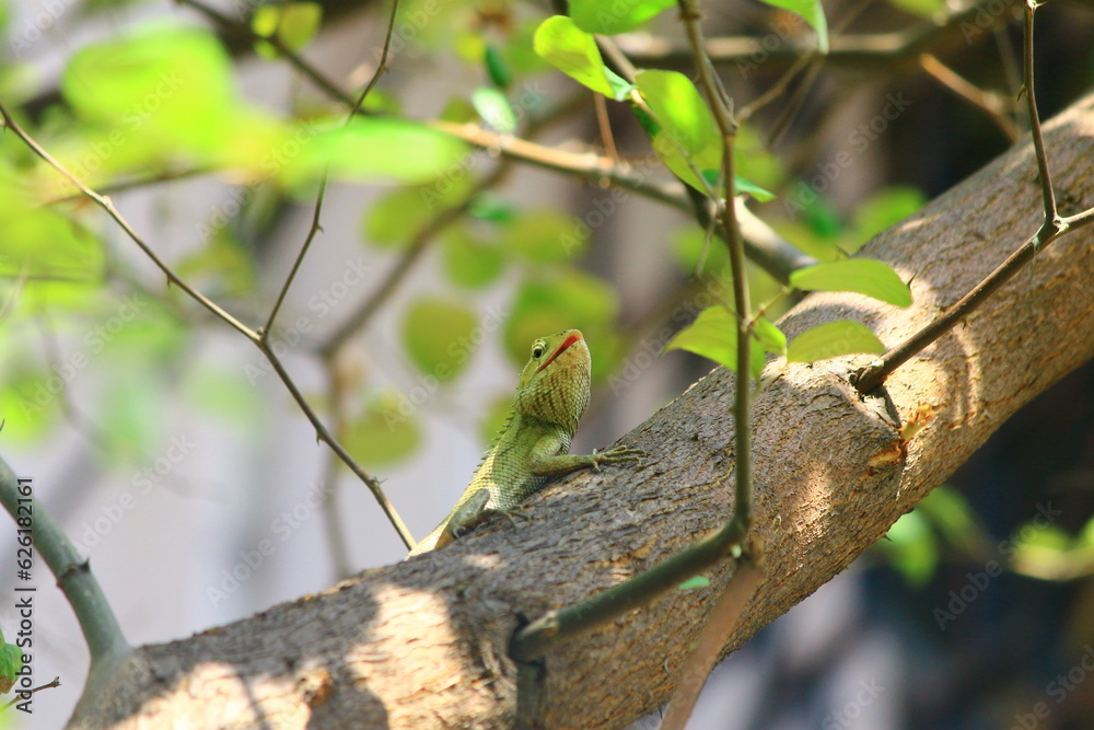 green lizard  open mouth on a tree 