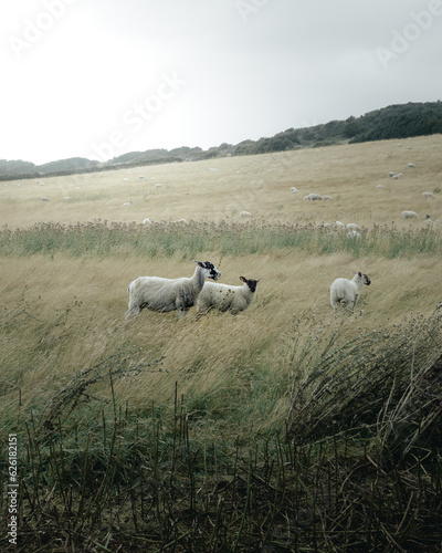 inquisitive sheep in a field © harry