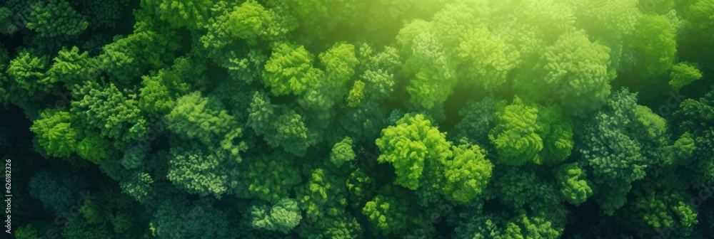 Sun shining through the trees banner and wallpaper background. Generative AI Sun shining through the trees banner and wallpaper background. Generative AI