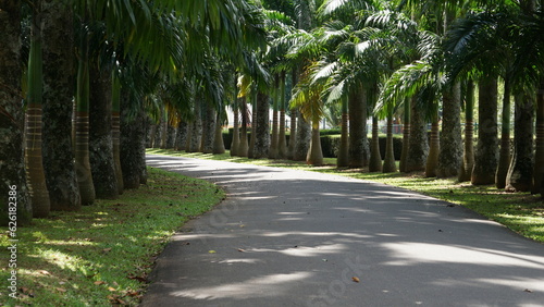 alley in the park, Peaceful Relax Relaxing Free Photo, Royal botanical garden in peradeniya