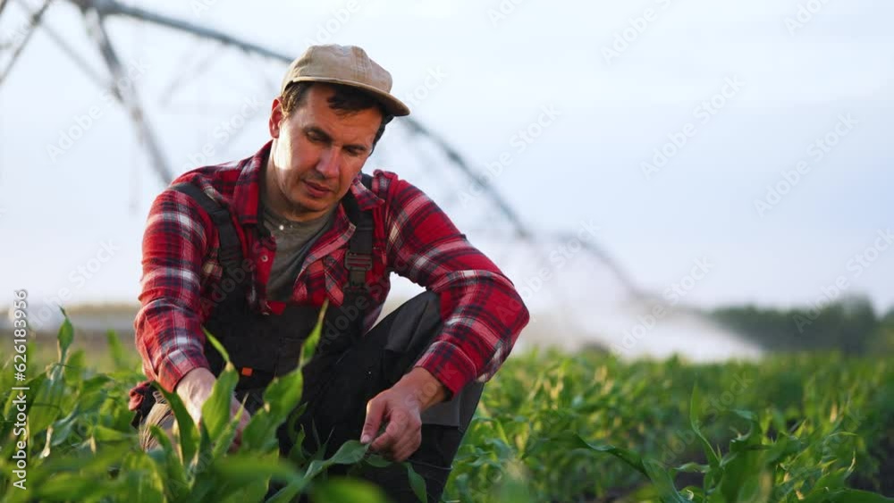 Agriculture.Farmer with laptop in corn field controls operation of plant irrigation system.Farmer examines corn plants at sunset. Operation of irrigation system technology in arid soil. Organic corn Agriculture.Farmer with laptop in corn field controls operation of plant irrigation system.Farmer examines corn plants at sunset. Operation of irrigation system technology in arid soil. Organic corn