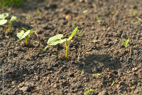 Pumpkin sprout in the garden. squash seedling in the soil in the field