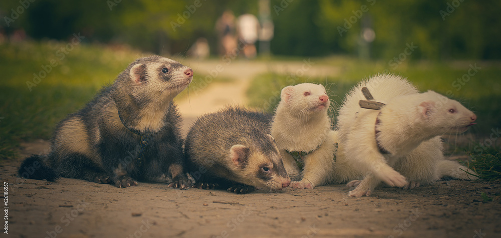 Fototapeta premium Ferrets on city park soil footpath posing for portrait
