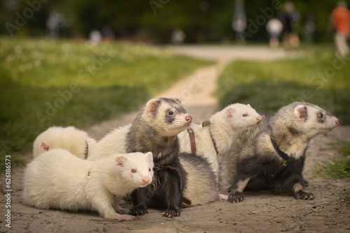 Ferrets on city park soil footpath posing for portrait