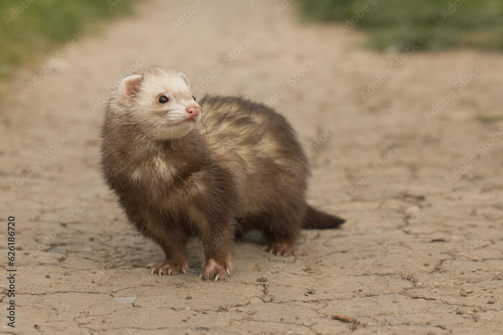 Champagne ferret on city park soil footpath posing for portrait Champagne ferret on city park soil footpath posing for portrait