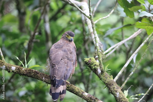 The Philippine serpent eagle (Spilornis holospilus) is an eagle found in the major islands of the Philippines