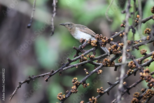 The Philippine bulbul (Hypsipetes philippinus philippinus) is a songbird species in the bulbul family, Pycnonotidae.  photo