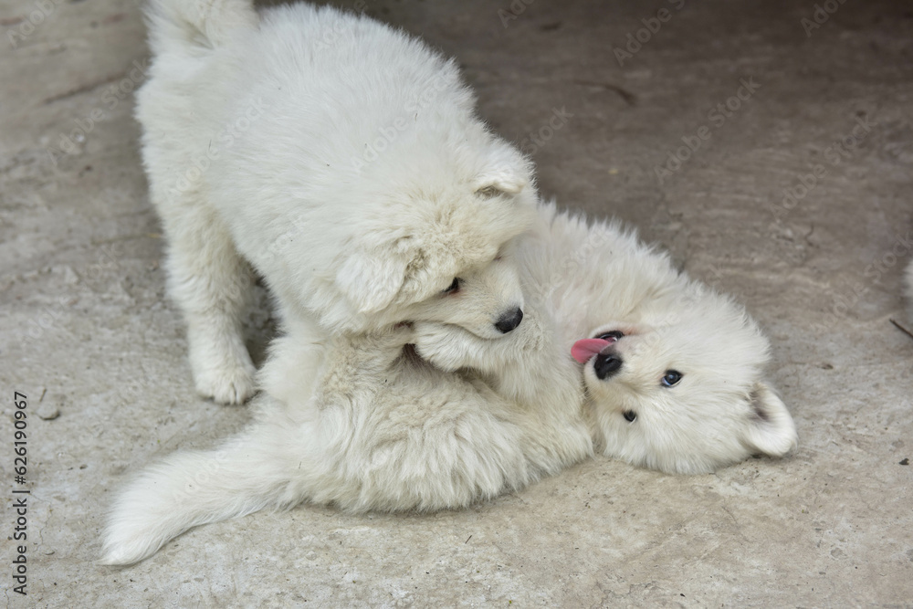 puppies puppies