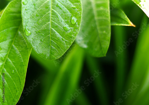 Natural fresh green guava leaves with water drops