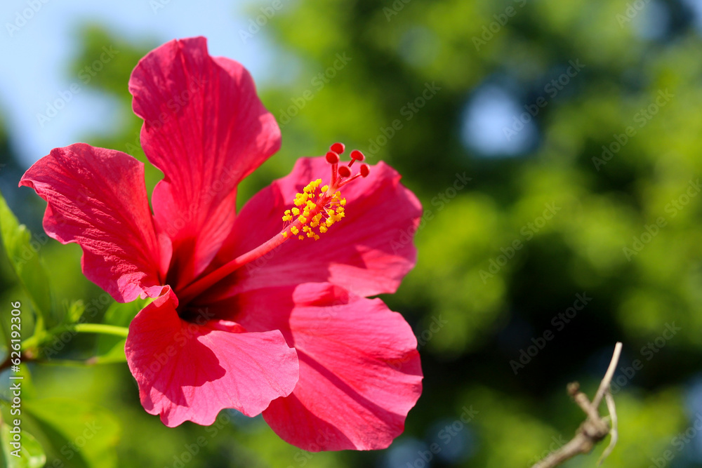 Close up of hibiscus flower in bloom in the garden - bunga kembang sepatu Close up of hibiscus flower in bloom in the garden - bunga kembang sepatu