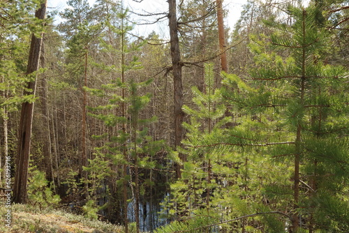 Coniferous trees  pines  deciduous trees  green plants  in summer in the taiga  Siberia  Russia