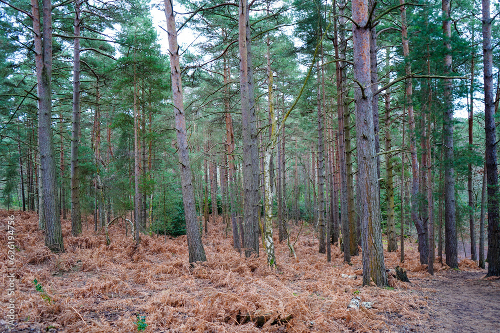 View in to tall pine trees with bracken undergrowth View in to tall pine trees with bracken undergrowth