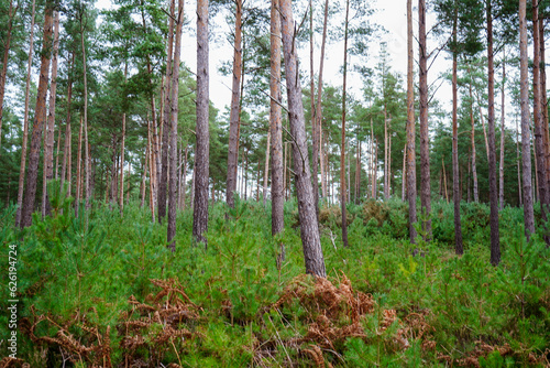 View in to tall pine trees with bracken undergrowth