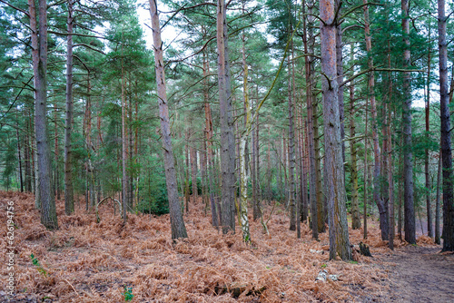 View in to tall pine trees with bracken undergrowth