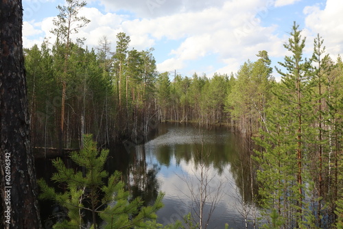 Coniferous trees, pines, deciduous trees, birches, green plants near the river in summer in Siberia, Russia