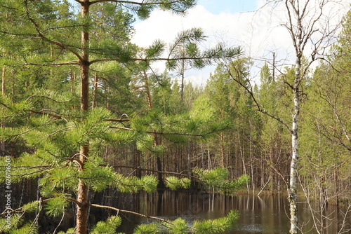 Coniferous trees, pines, deciduous trees, green plants in summer afternoon in Siberia, Russia