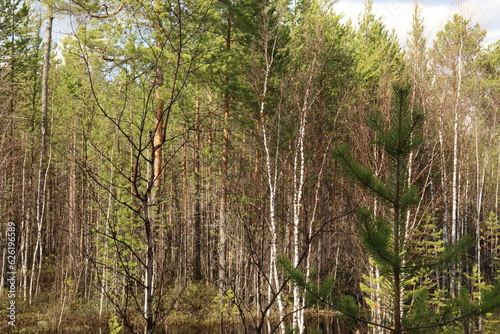 Coniferous trees, pines, deciduous trees, green plants in summer afternoon in Siberia, Russia