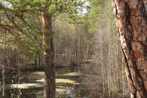 Coniferous trees, pines, deciduous trees, green plants in summer afternoon in Siberia, Russia